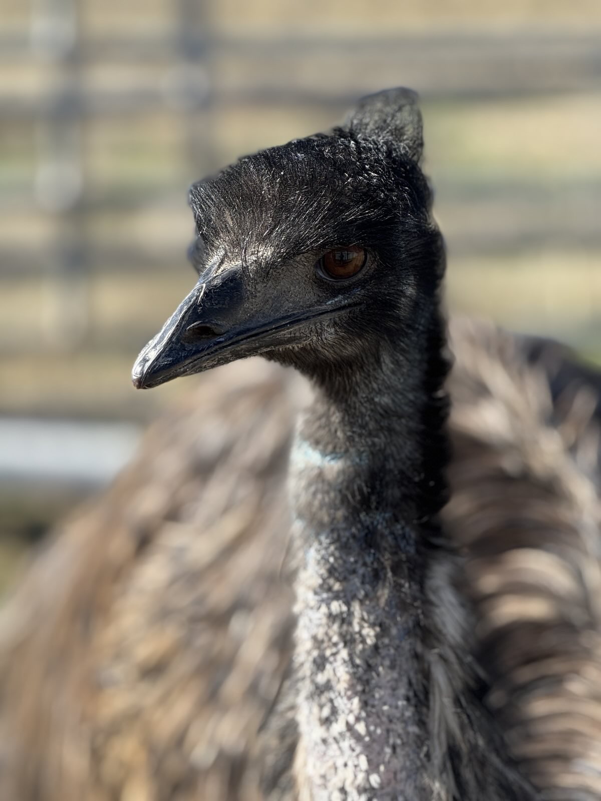 Cindy the Emu