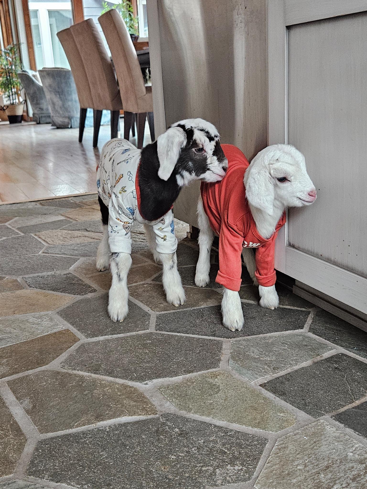 Baby Goat at Indian Lake Ranch