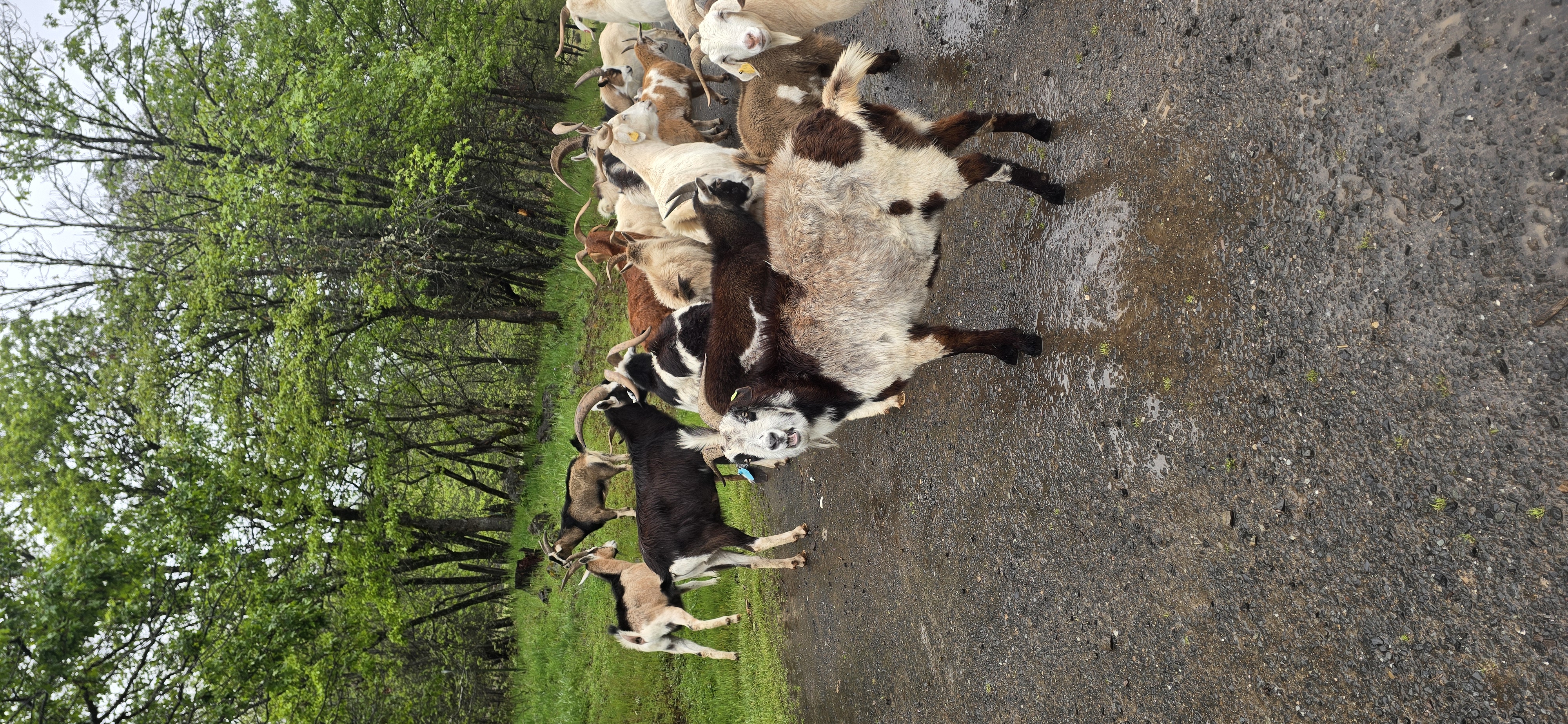 Goats at Indian Lake Ranch