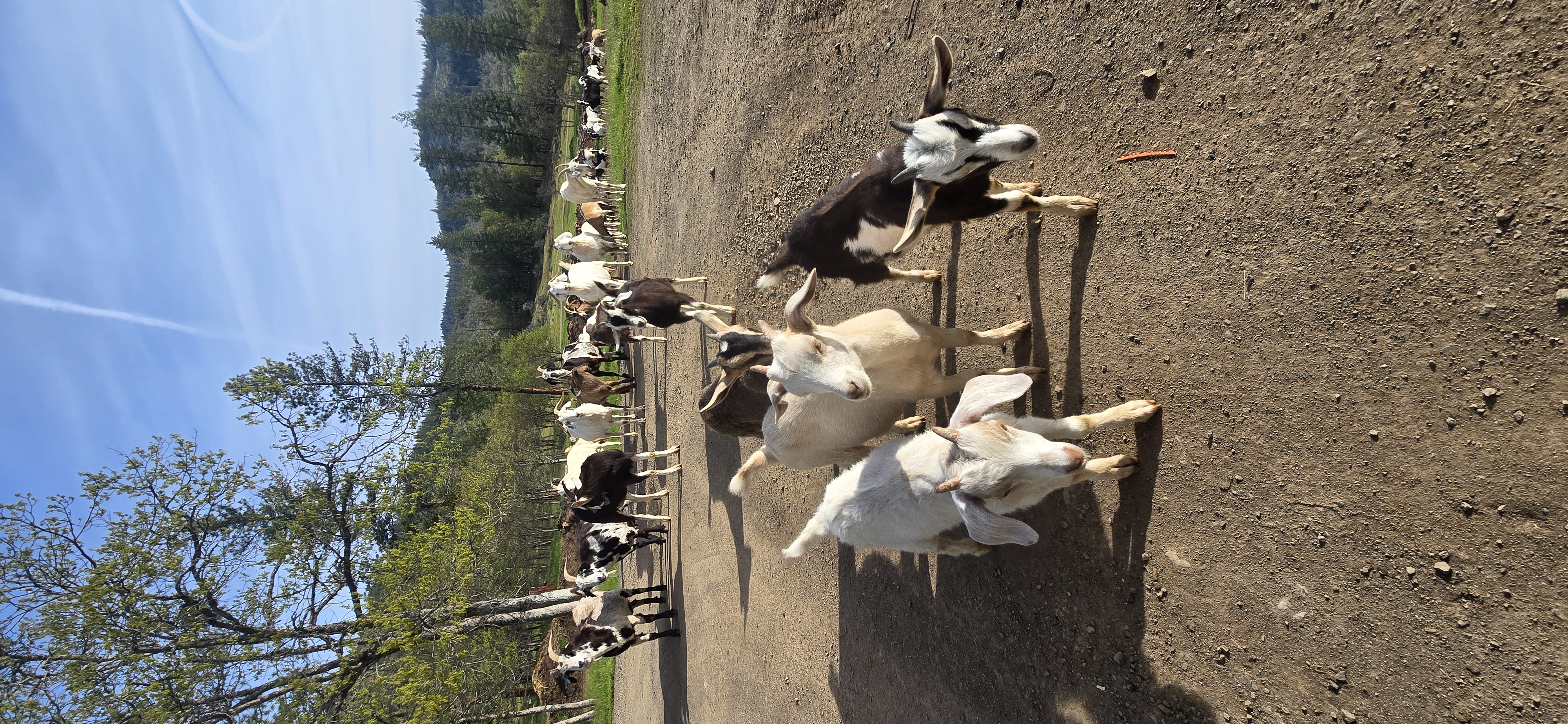 Goats at Indian Lake Ranch